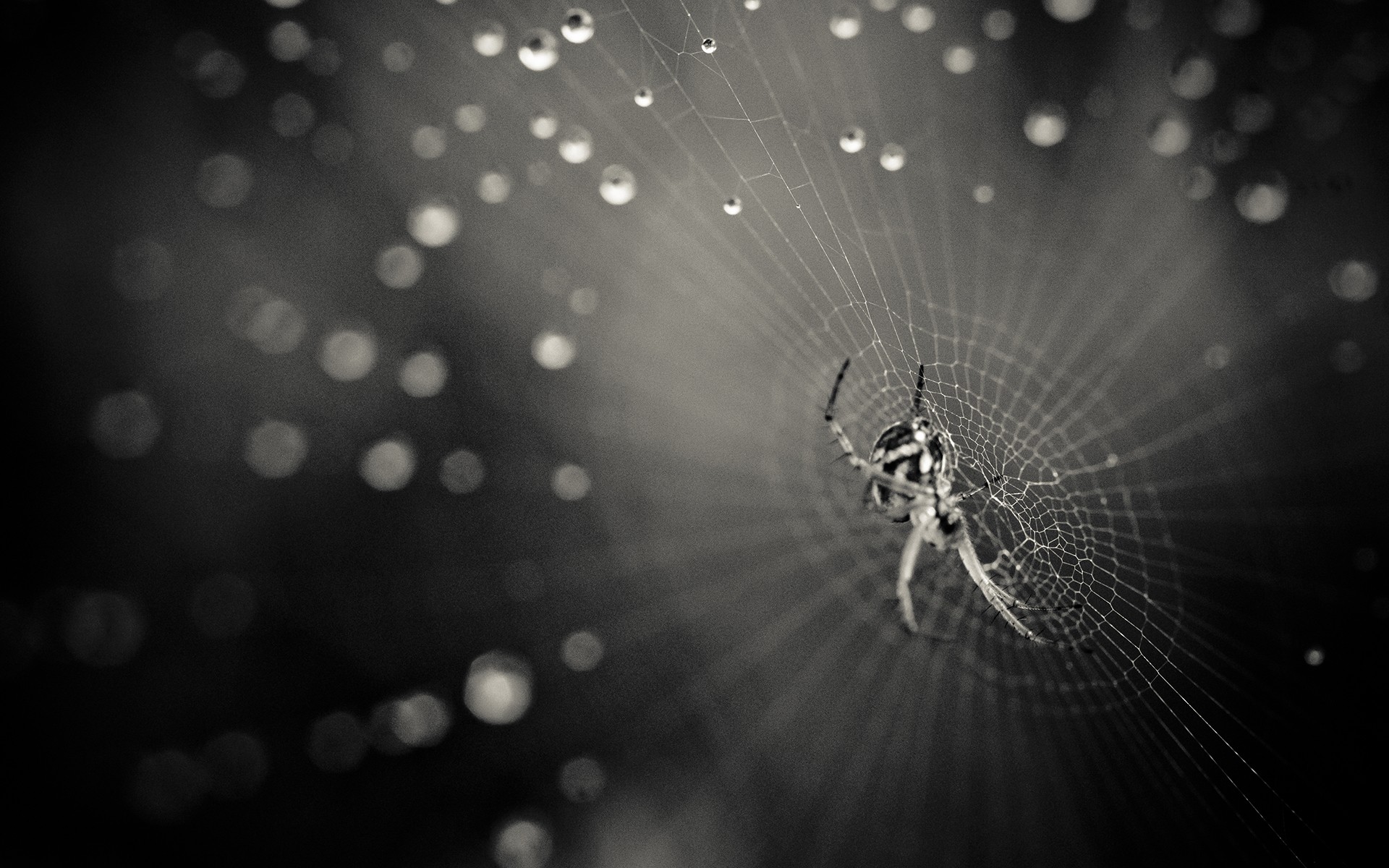 1920 x 1080 HD Wallpapers 2063